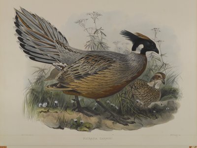 プクラシアダーウィニ 作： John Gould